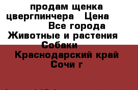 продам щенка цвергпинчера › Цена ­ 15 000 - Все города Животные и растения » Собаки   . Краснодарский край,Сочи г.